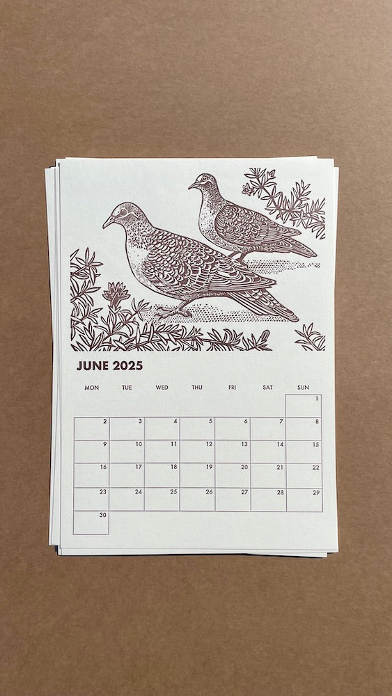 2025 WA Birdlife Calendar  - June and Bronzewing Doves printed in chocolate brown ink